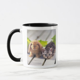 Mug Américain Shorthair ; est le plus populaire et le