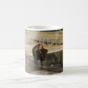 Mug American Bison Yellowstone Wildlife Photography