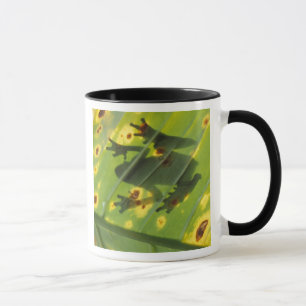 Mug AMÉRIQUE CENTRALE, Costa Rica, Grenouille en contr