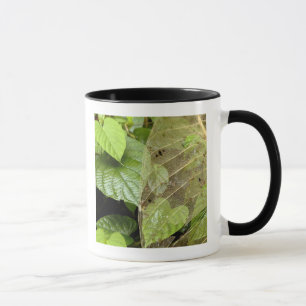 Mug Amérique centrale, Costa Rica, Sarapiqui, Braulio