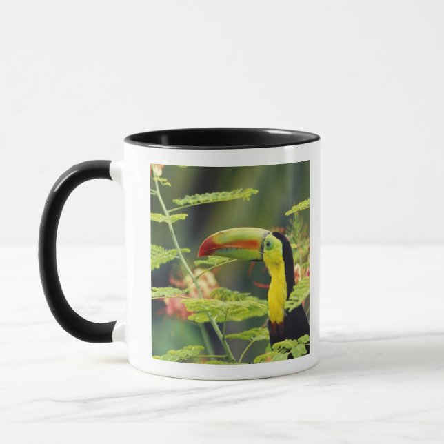 Mug Amérique centrale, Honduras. Toucan à prix Keel (Gauche)