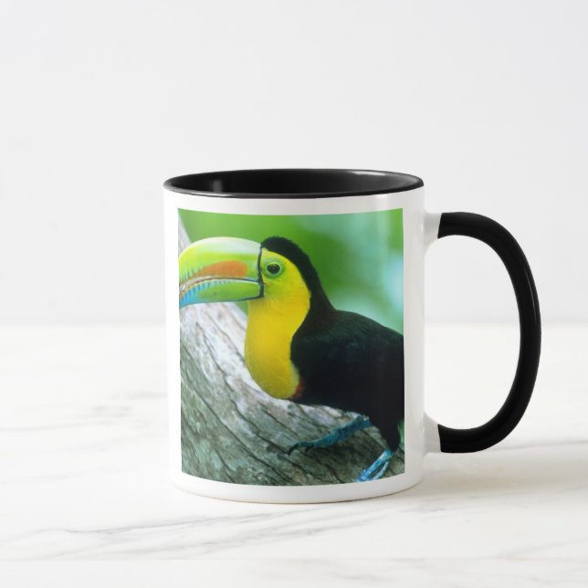 Mug AMÉRIQUE CENTRALE, Panama, Île de Borro Colorado 2 (Droite)