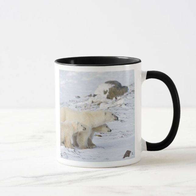 Mug Amérique du Nord, Canada, Manitoba, Churchill (Droite)