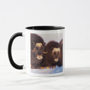 Mug Amérique du Nord, États-Unis, Alaska, Cercle Arcti