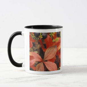 Mug Amérique du Nord, États-Unis, Alaska, Parc nationa