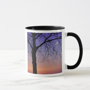 Mug Amérique du Nord, États-Unis, Floride, Mt. Dora, l