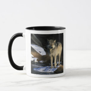 Mug Amérique du Nord, États-Unis, Minnesota. Loup (Can
