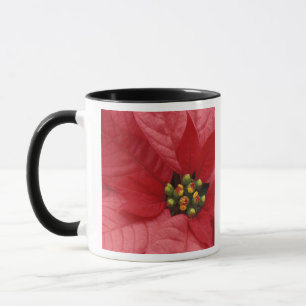 Mug Amérique du Nord, États-Unis, WA, Woodinville, Rou