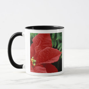 Mug Amérique du Nord, États-Unis, WA, Woodinville, Rou