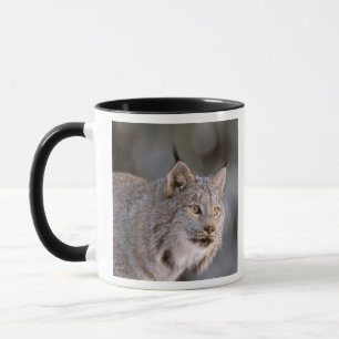 Mug Amérique du Nord, USA, Alaska, Haines. Lynx (Felis