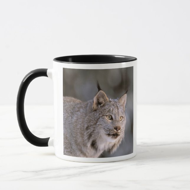Mug Amérique du Nord, USA, Alaska, Haines. Lynx (Felis (Gauche)