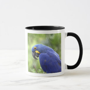 Mug Amérique du Sud, Brésil, Pantanal