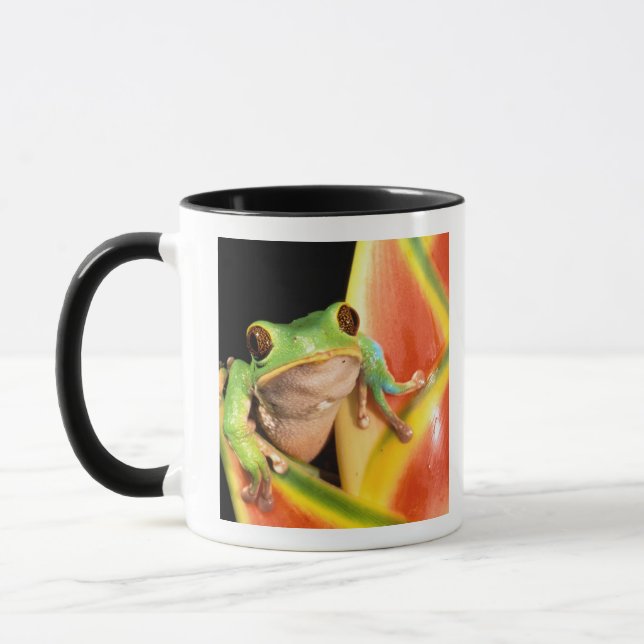Mug Amérique du Sud, Équateur, Amazonie. Grenouille ar (Gauche)