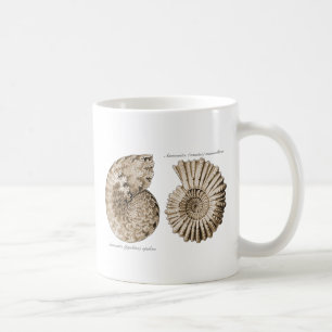 Mug Ammonites
