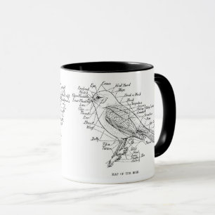 Mug anatomie des oiseaux