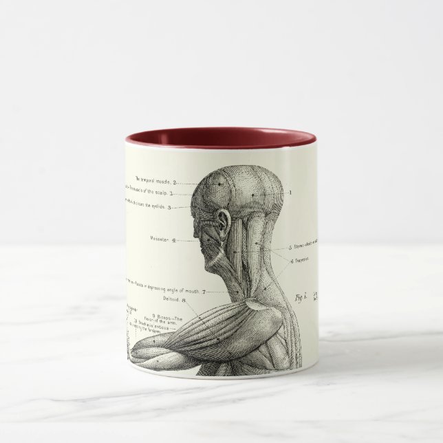 Mug Anatomie humaine, muscles du corps humain (Centre)