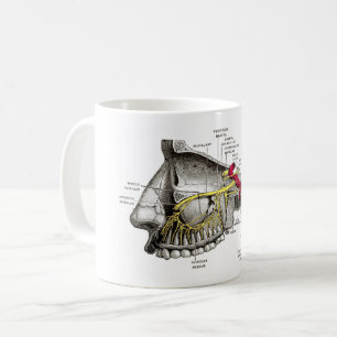 Mug Anatomie maxillaire d'humain de nerfs