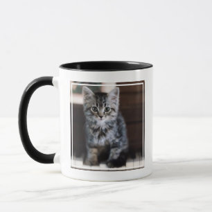 Mug Animaux de bébés cutest Kitten sur Touches de pi