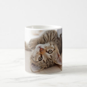 Mug Animaux de bébés cutest   Shorthair Tabby Kitten