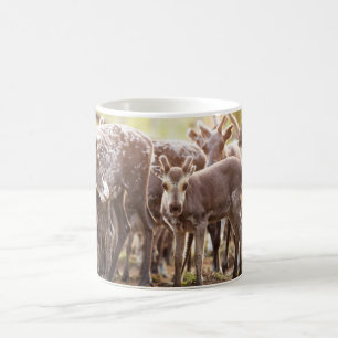 Mug Animaux de bébés cutest   Svalbard Reindeer
