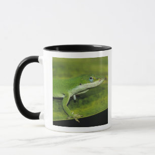 Mug Anolis vert, Anolis carolinensis, adulte sur un pa