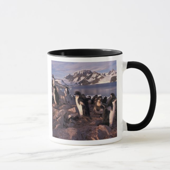 Mug Antarctique, poussins de pingouin d'Adelie (Droite)