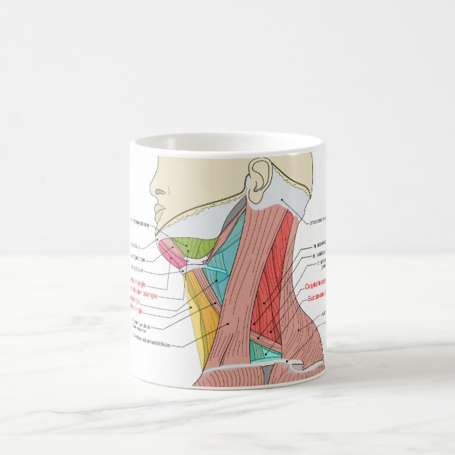 Mug Antérieur Triangle supérieur Triangle cou Muscles  (Centre)