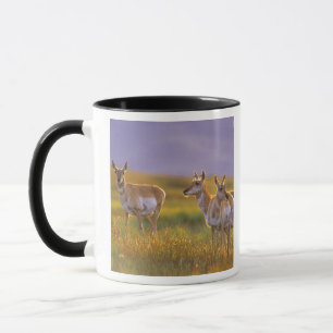 Mug Antilope d'Amérique dans le Montana
