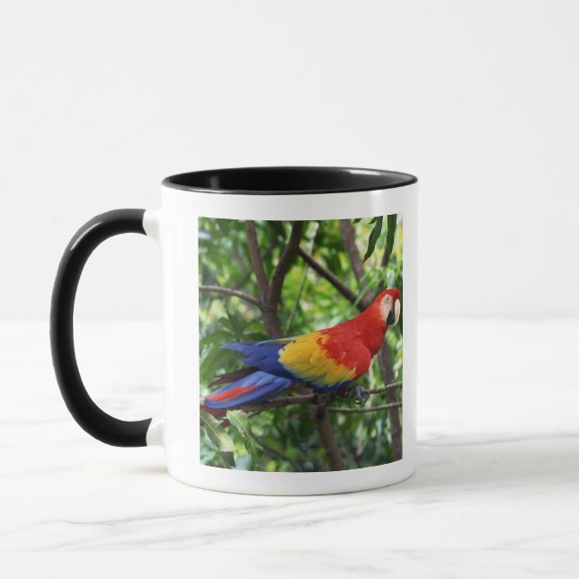 Mug Ara d'écarlate sur le membre d'arbre (Gauche)