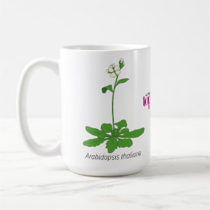 Mug Arabidopsis