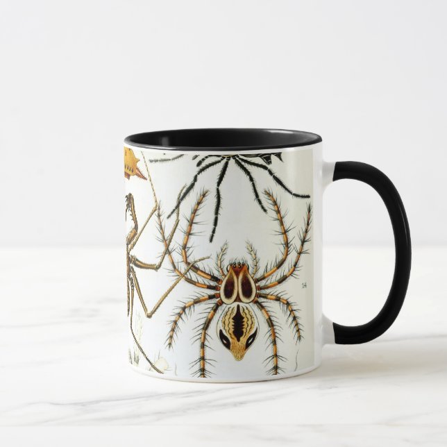 Mug Araignées ou arachnides vintage par Ernst Haeckel (Droite)