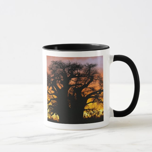 Mug arbre baobab africain, Adansonia digitata, (Droite)