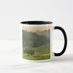 Mug Arbre isolé dans un champ agricole, Toscane,