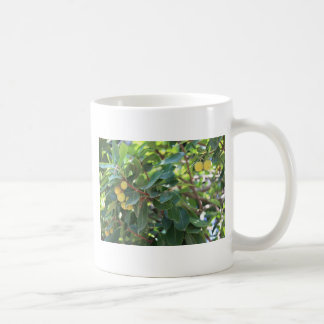 Mug Arbre, Italie
