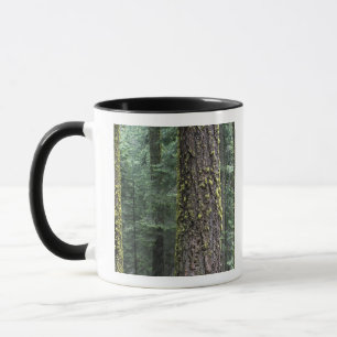 Mug arbres de Séquoia géants dans la forêt, Sequoia et
