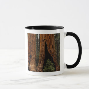 Mug Arbres de séquoia, Parc national de Sequoia.