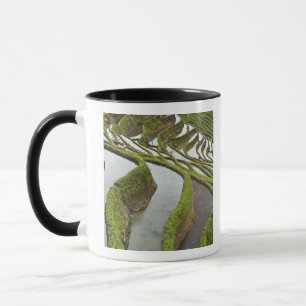 Mug Asie, Chine, Yunnan, Yuanyang. Riz inondé