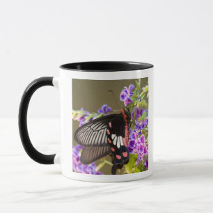 Mug Asie du Sud-Est, Thaïlande, Doi Inthanon, Papilio