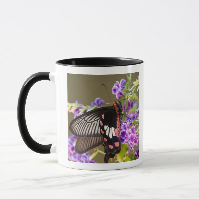 Mug Asie du Sud-Est, Thaïlande, Doi Inthanon, Papilio (Gauche)