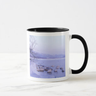 Mug Asie, Japon, Hokkaido, Parc national d'Akan, Cygne