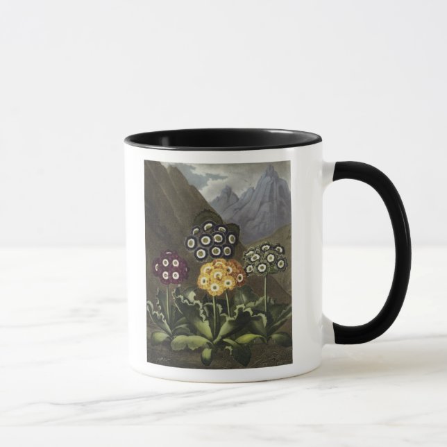 Mug Auricules de Dr. John Robert Thornton's (Droite)
