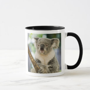 Mug Australie, Queensland, Brisbane, Fig Tree