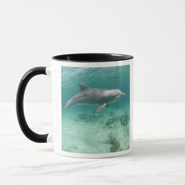 Mug Bahamas, île de Grand Bahama, Freeport, Captive 6 (Gauche)