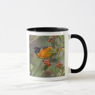 Mug Baltimore Oriole