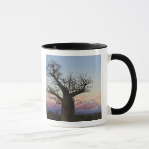Mug Baobabs, Berenty, Toliara, Madagascar