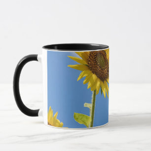 Mug beautiful sun flowers witcloudy sky