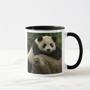 Mug Bébé panda géant (Ailuropoda melanoleuca)