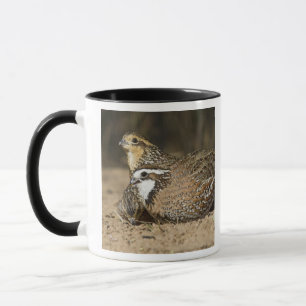 Mug Bébés colins de Virginie au bord de l'étang pour b