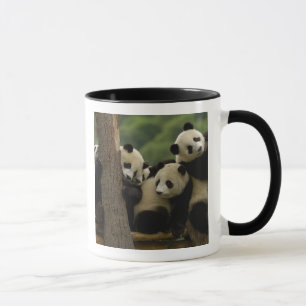 Mug Bébés de panda géant (Ailuropoda melanoleuca)