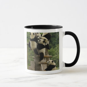 Mug Bébés de panda géant (Ailuropoda melanoleuca)
